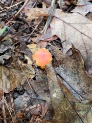 Hygrocybe mucronella