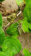 Schistocerca piceifrons