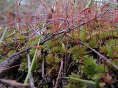 Rosulabryum