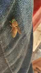 Tabanus albocirculus