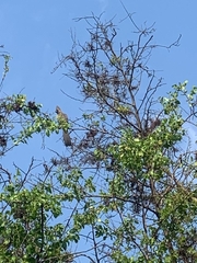 Corythaixoides concolor