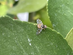 Ceratitis capitata