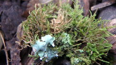 Tetraphis pellucida