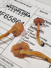 Hygrocybe mucronella