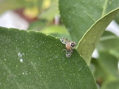 Ceratitis capitata