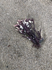 Calliarthron tuberculosum