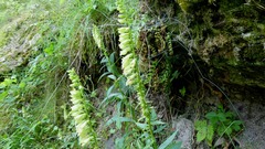 Digitalis lutea