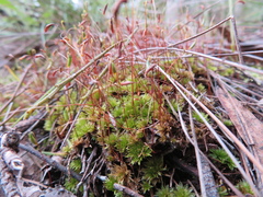 Rosulabryum