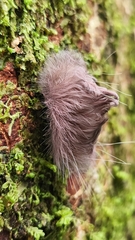 Zygaenoidea