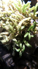 Claopodium rostratum