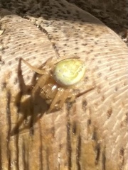 Araniella