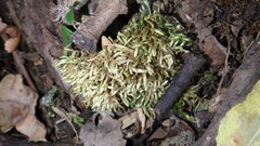 Claopodium rostratum