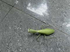 Hierodula latipennis