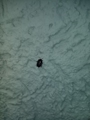 Macroscytus brunneus