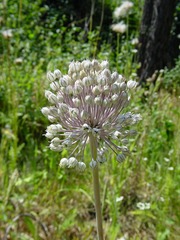 Allium ampeloprasum