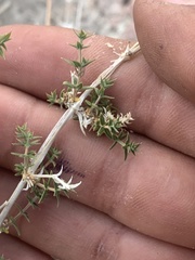Galium stellatum