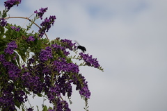 Xylocopa nasalis