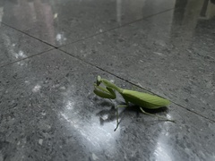 Hierodula latipennis