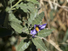 Solanum xanti