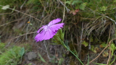 Dianthus balbisii