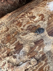 Brochymena