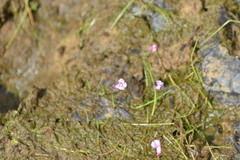 Utricularia resupinata