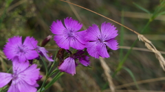 Dianthus balbisii