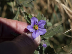 Solanum xanti