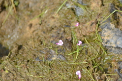 Utricularia resupinata