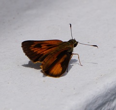 Choranthus vitellius