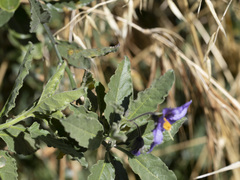 Solanum xanti