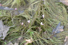 Utricularia resupinata