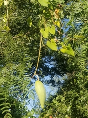Asclepiadeae