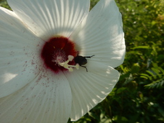 Strigoderma arbicola
