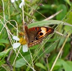 Junonia zonalis