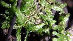 Tetraphis pellucida