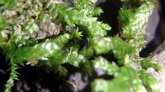 Tetraphis pellucida