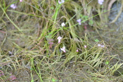 Utricularia resupinata