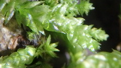 Tetraphis pellucida