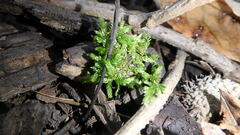 Tetraphis pellucida