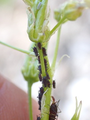 Macrosiphini