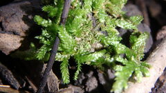 Tetraphis pellucida
