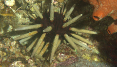 Phyllacanthus imperialis