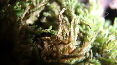 Tetraphis pellucida