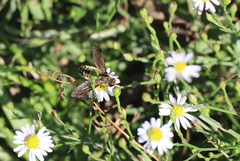 Poecilanthrax lucifer