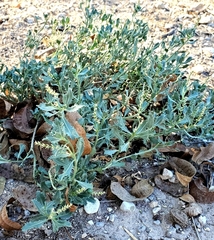Stillingia treculiana