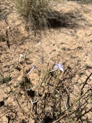 Ipomopsis longiflora