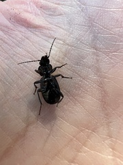 Pterostichus aethiops