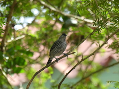 Thamnophilus doliatus