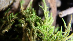 Tetraphis pellucida